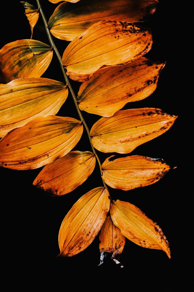 Photograph by Светлана Климова