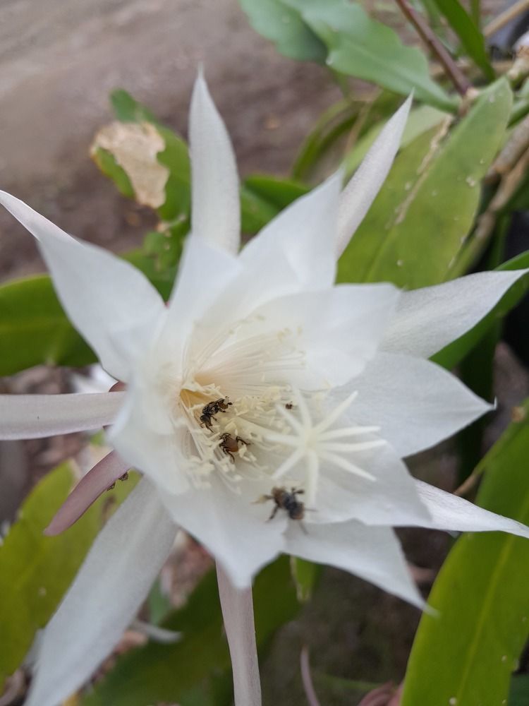 Фотография автора Zulfa