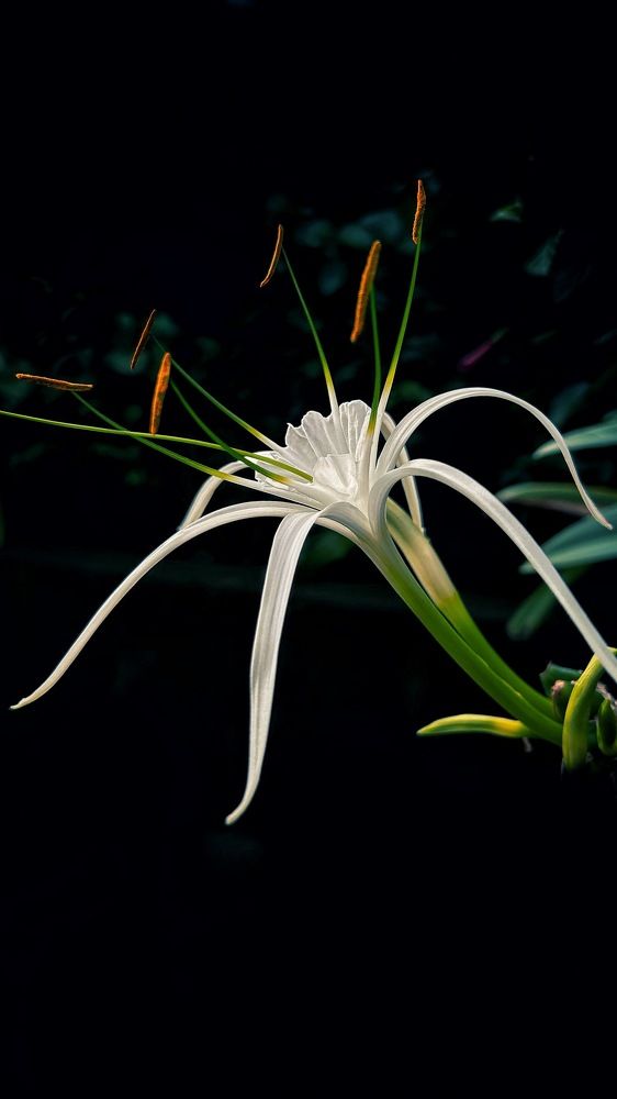 Фотография автора Tushar Bhogle