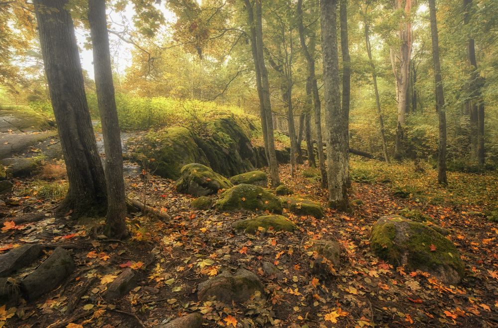 В осеннем лесу