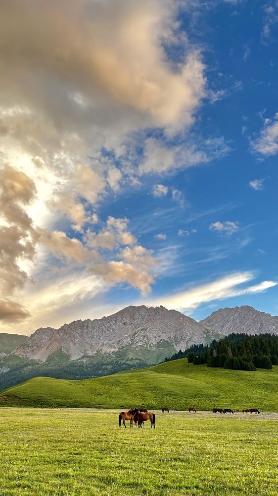 Лошади в горах на закате