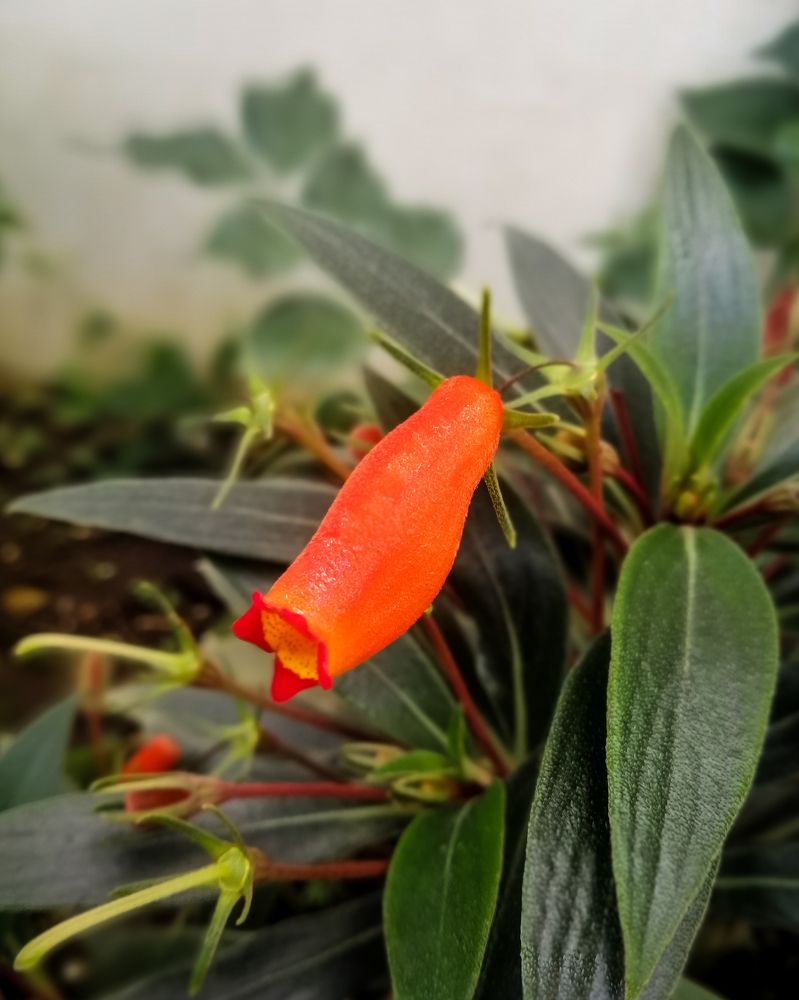 Photograph by Ryan Eko P