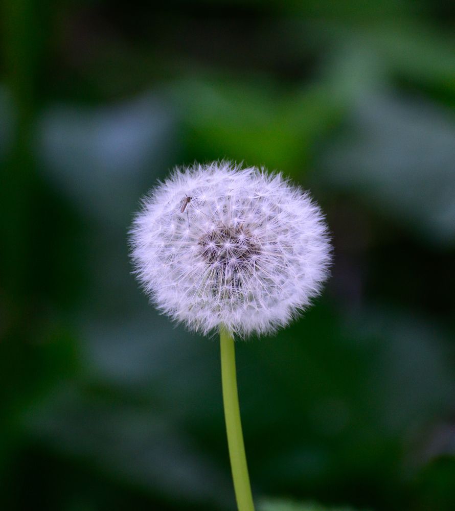 Фотография автора Григорьев Алексей