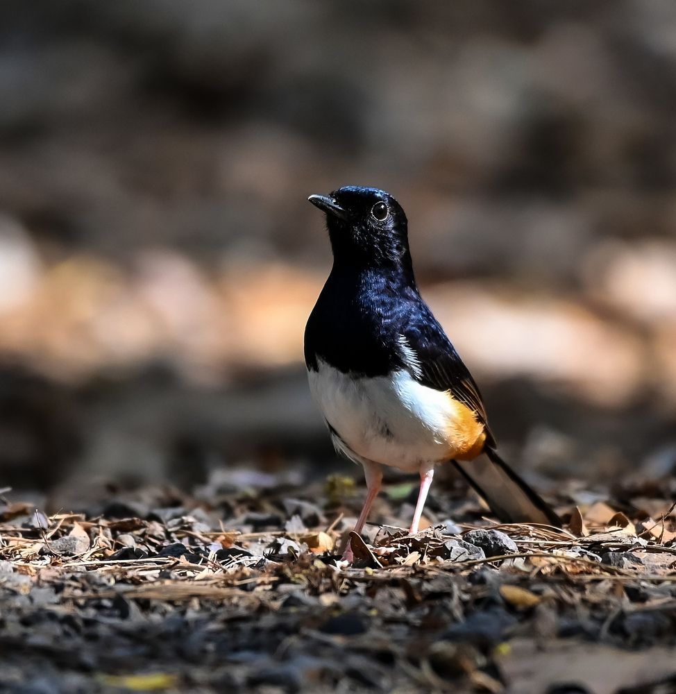 Photograph by Padumma Gohain