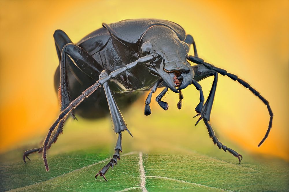 Photograph by Ganev Tsvetan