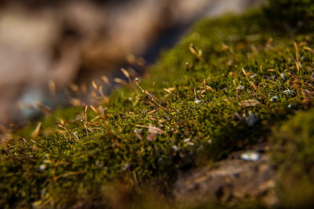 Photograph by Александр Карасев