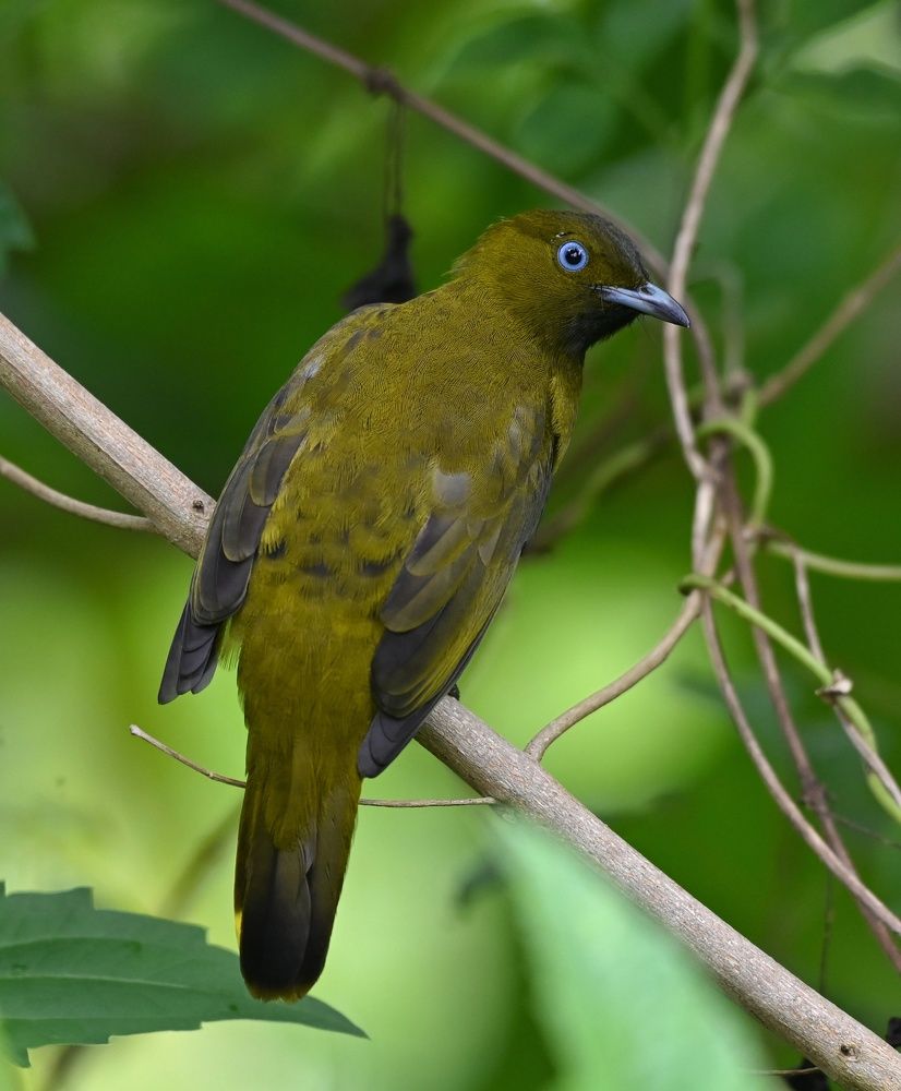 Photograph by Padumma Gohain