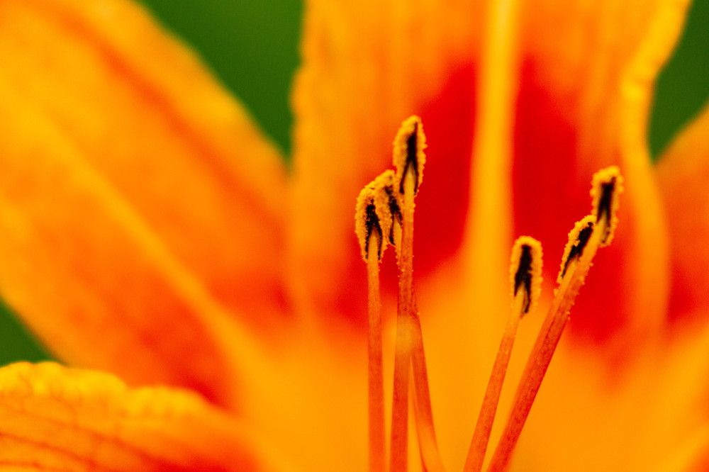 Фотография автора Алексей Тимофеев