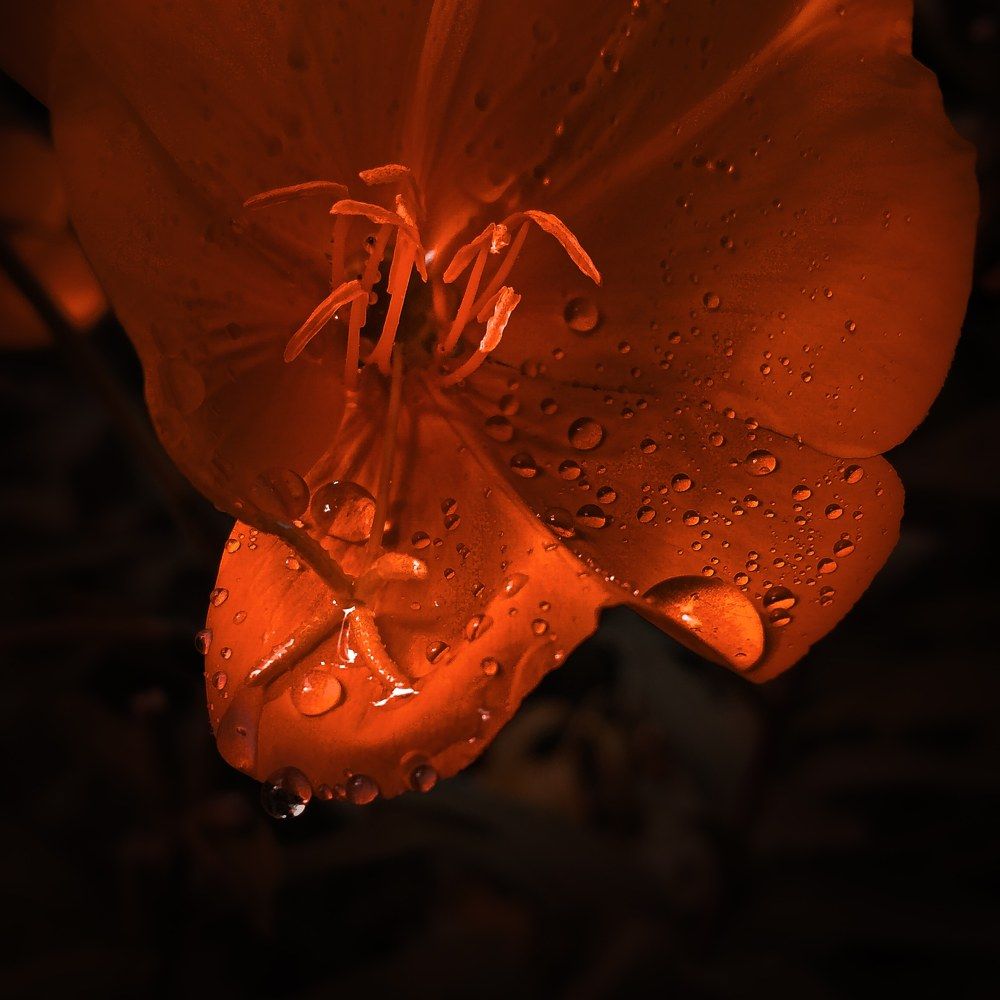 Photograph by Yasin Rezapour