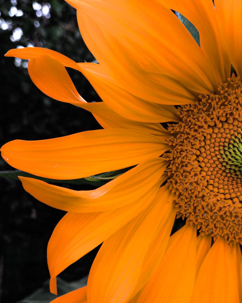 Photograph by Yasin Rezapour