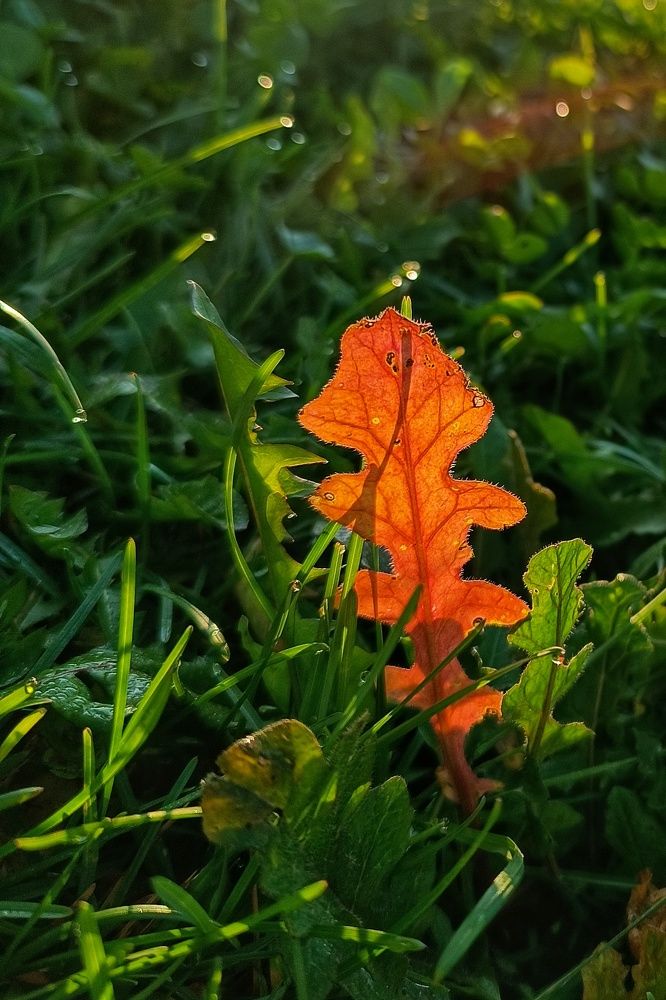 Photograph by Инна Лисовская