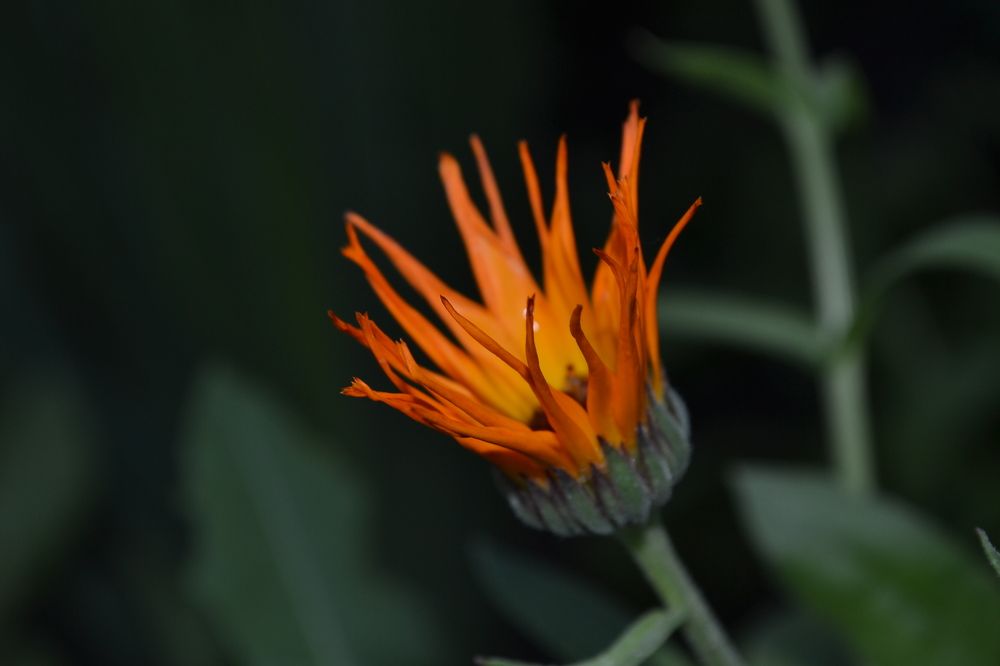 Photograph by Марина Магадиева