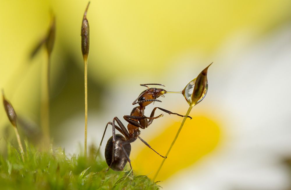 Прощальный поцелуй капельки
