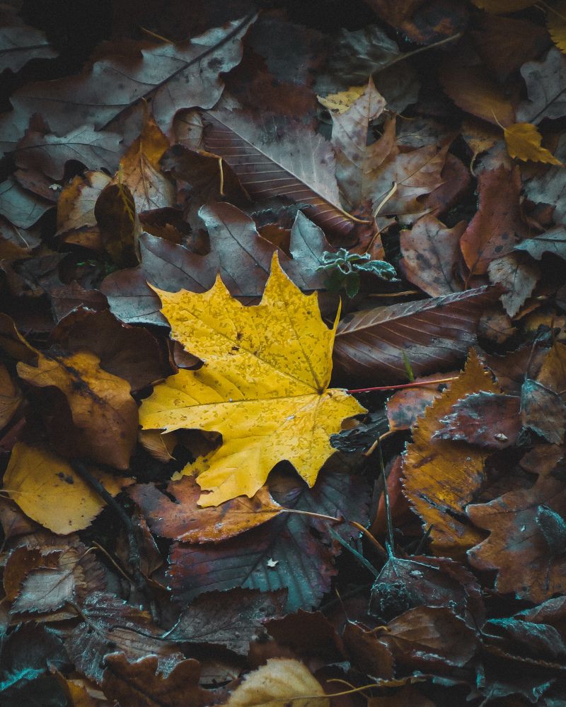 Фотография автора Марина Алексеевская
