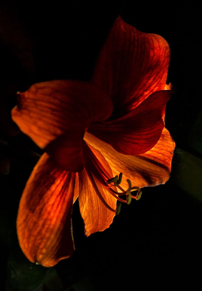 Фотография автора Milena Ivanova