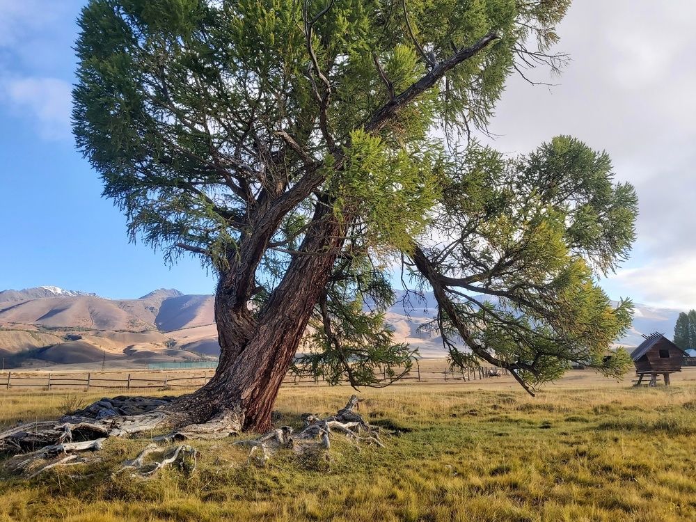 Старая Лиственница