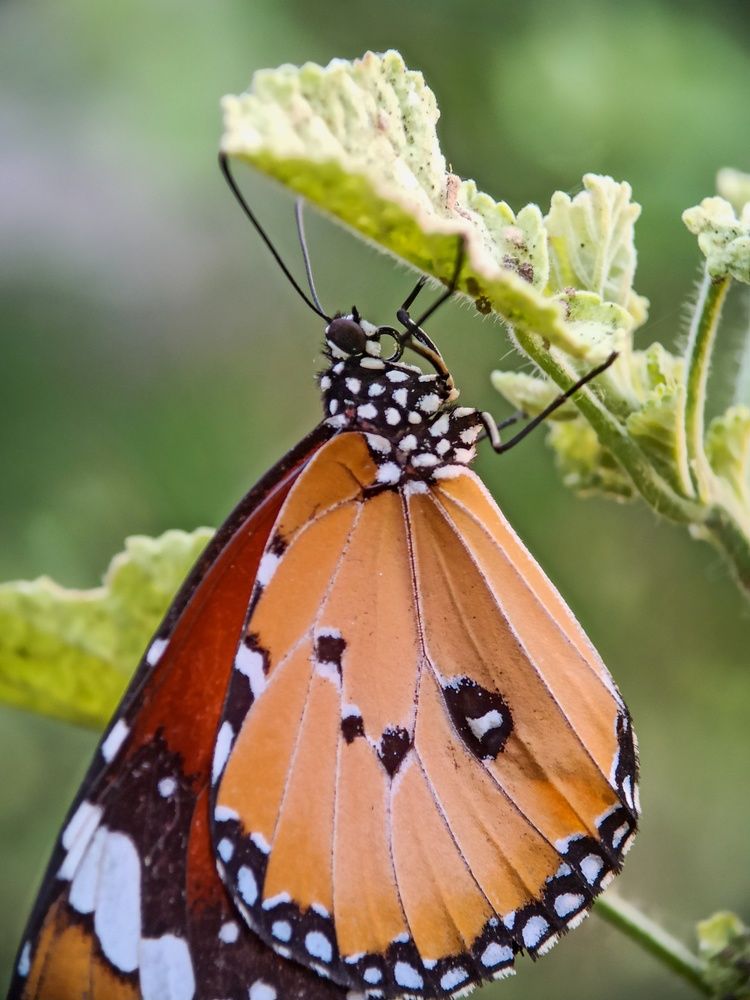 Photograph by Sourav pramanik