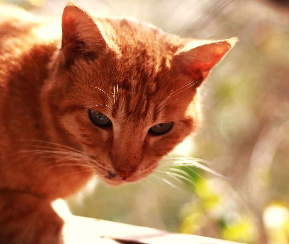 Photograph by Merav Zuberman Perkal