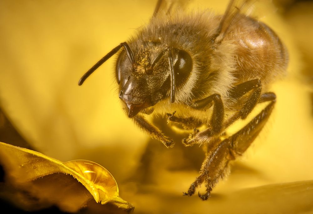 Photograph by Boris Bekelman