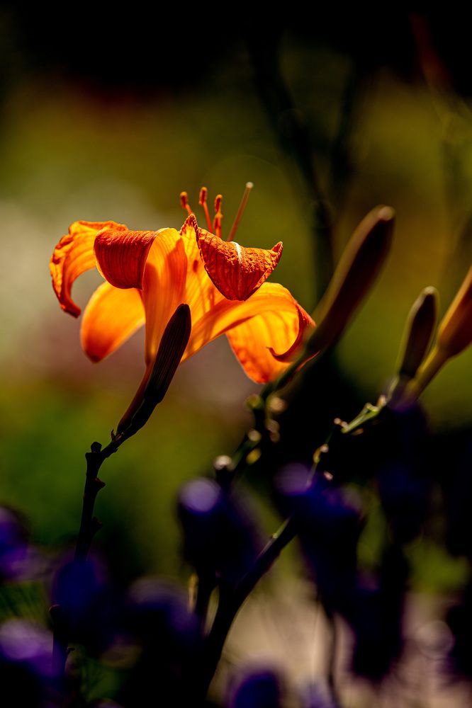 Photograph by Елена Овчинникова