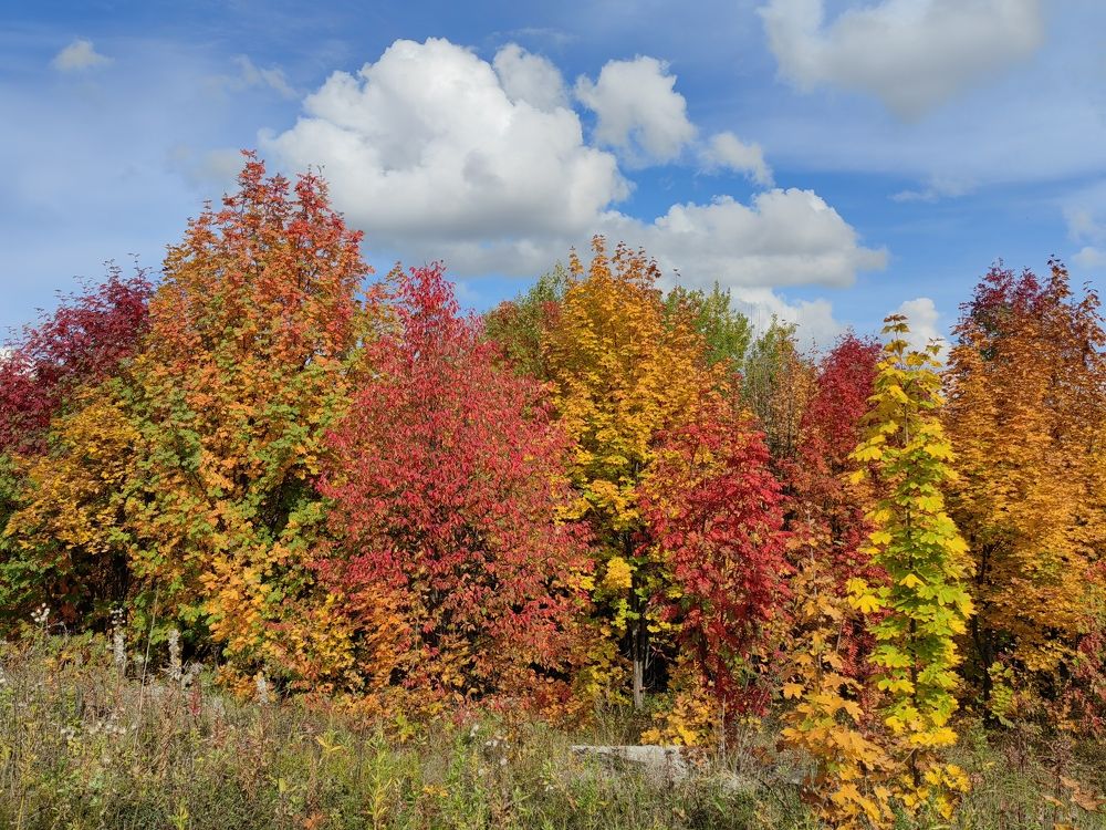Photograph by Чкареули Светлана