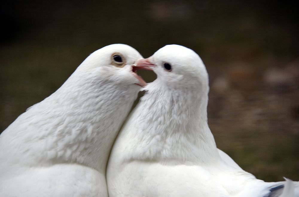 Photograph by Николай Соколовский