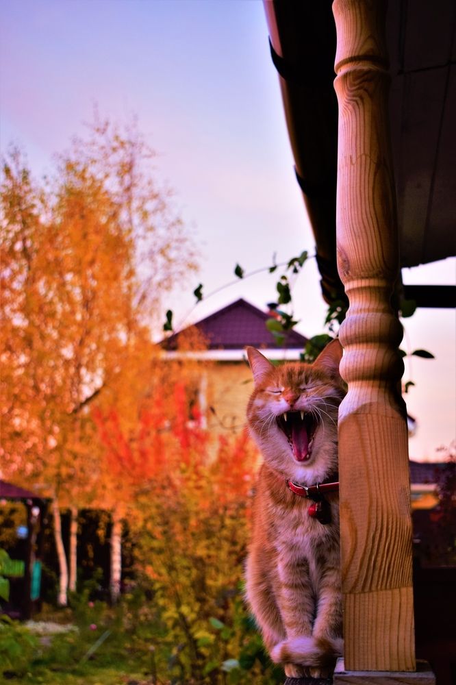 Скоро в спячку