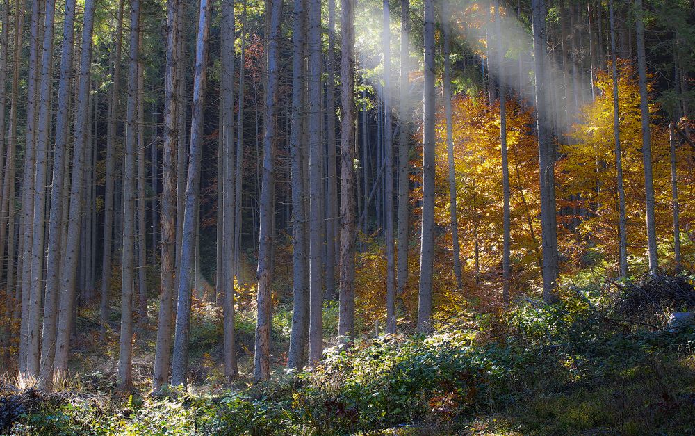 In the Eastern Carpathians 2021