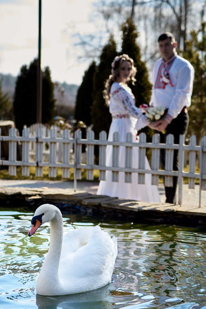 White swan on the pond