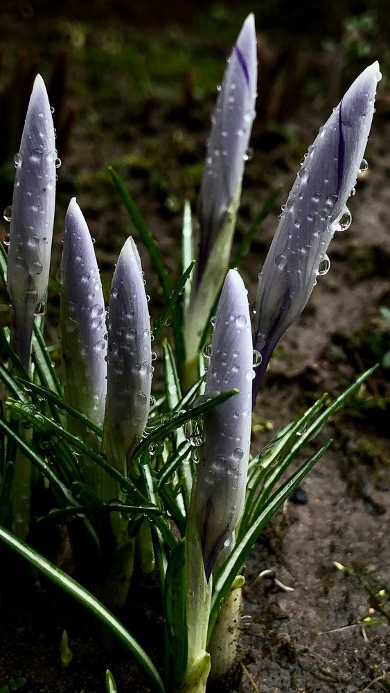 Photograph by Halina Mitsevich