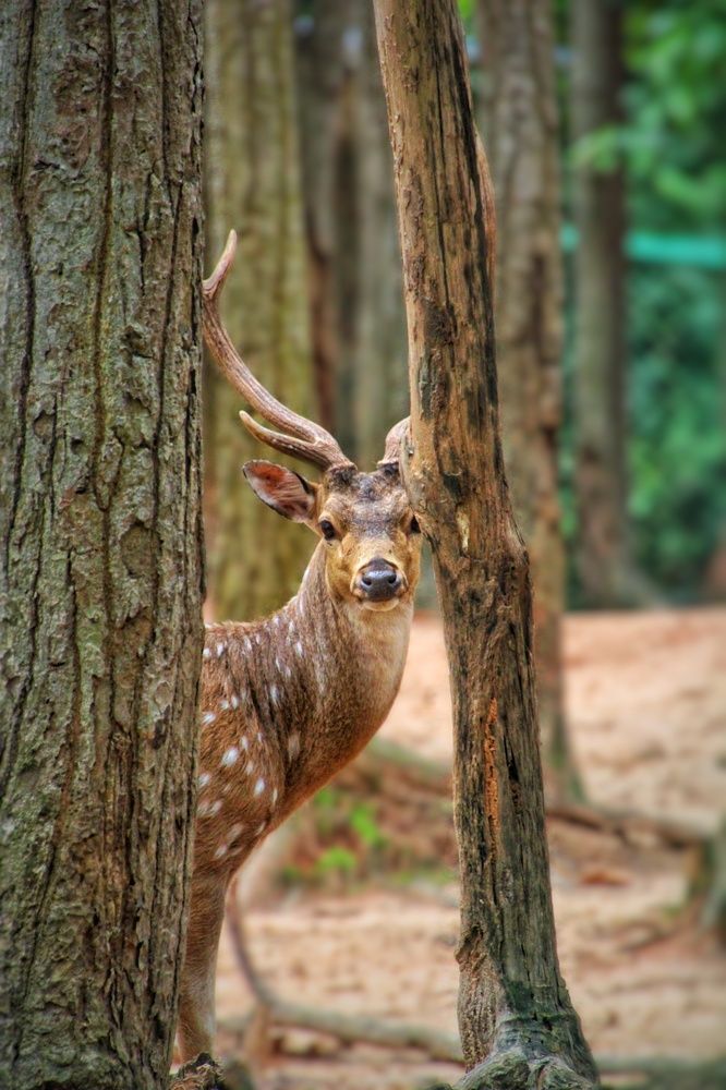Axis Deer