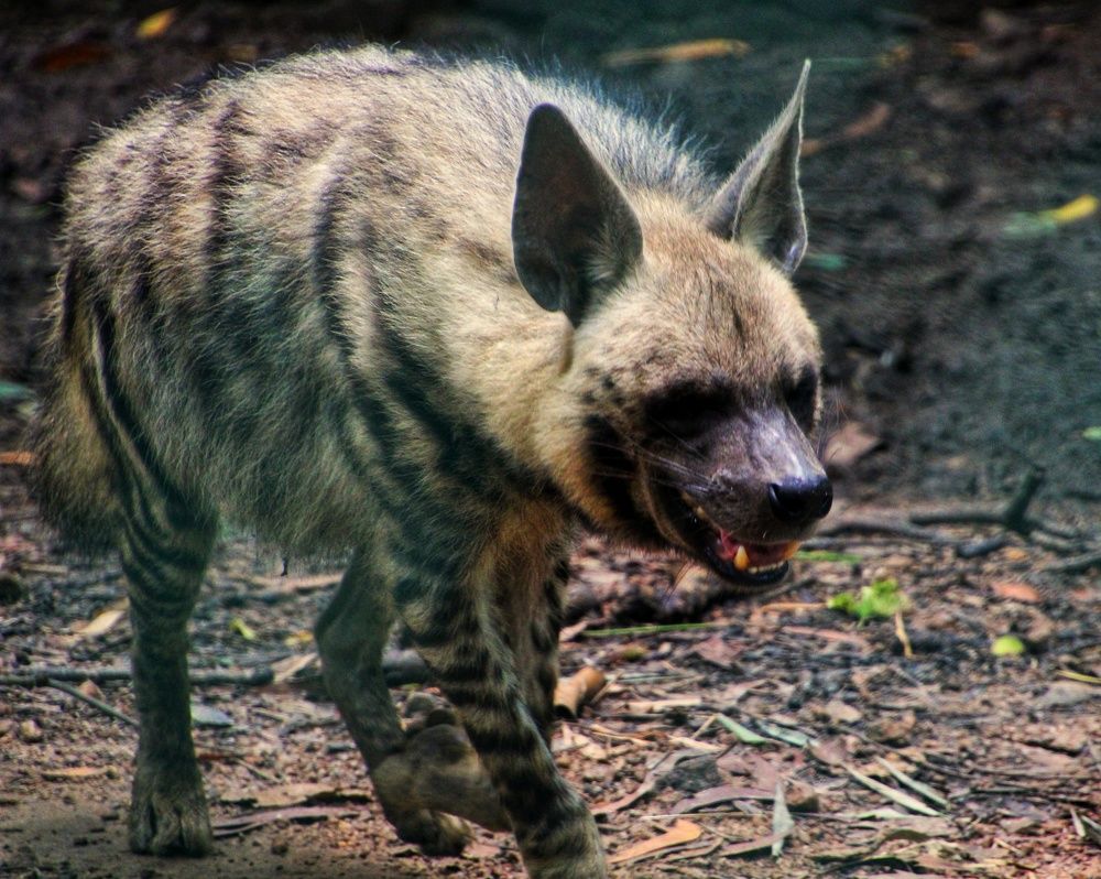 The Hyena