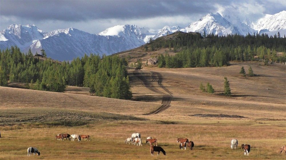 Курайская степь