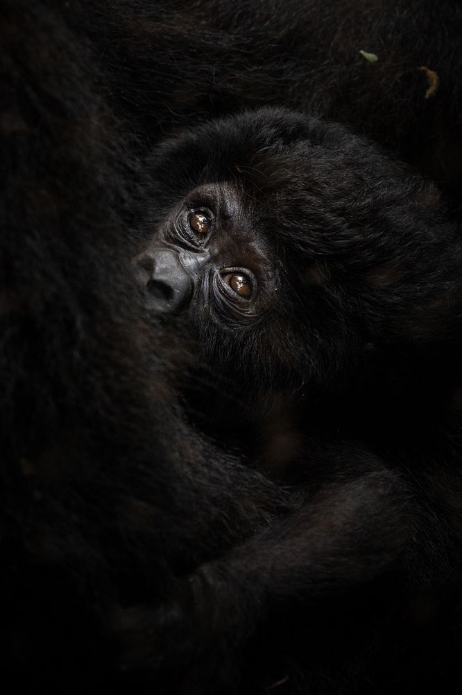 Photograph by Ricardo Ferreira