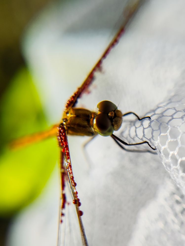 Photograph by Ирина Шибитова