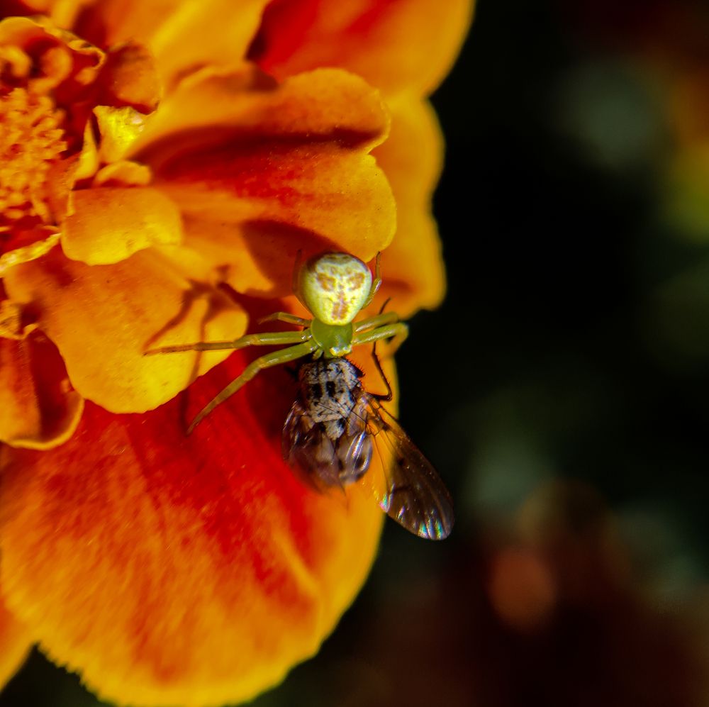 Photograph by Ирина Шибитова