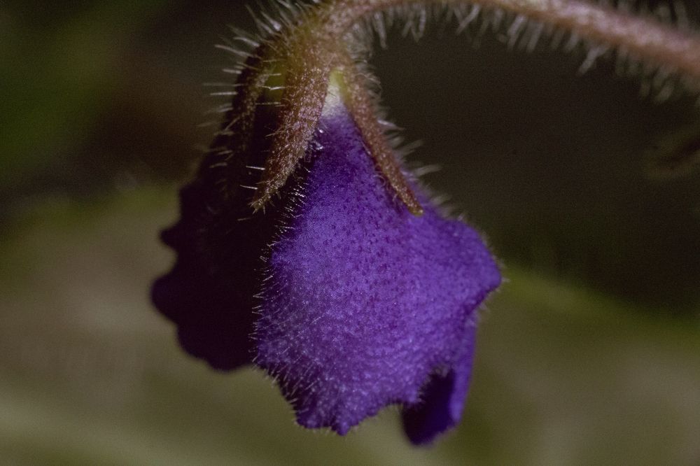 Photograph by Ирина Шибитова