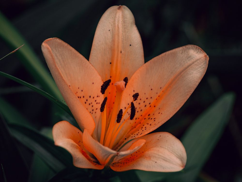 Photograph by Александр Данилов