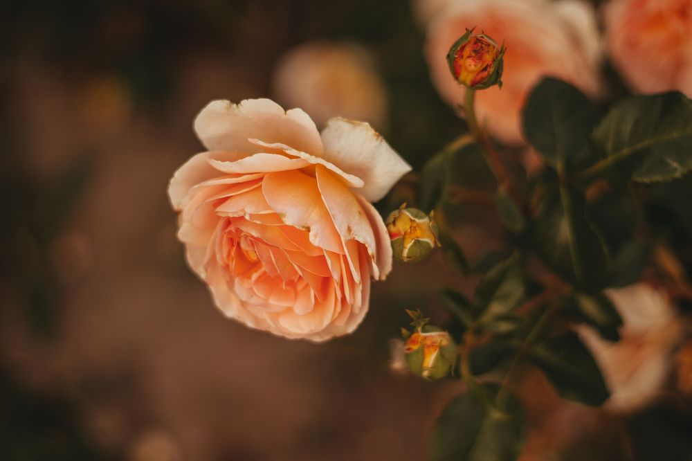 Photograph by Александр Данилов