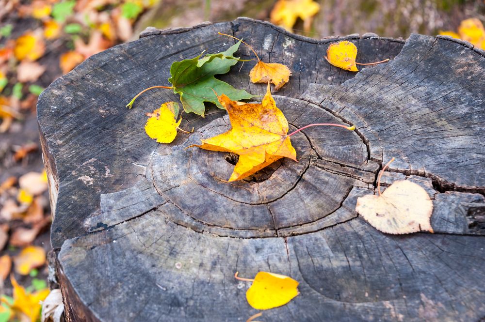 Photograph by Valery Kleymenov