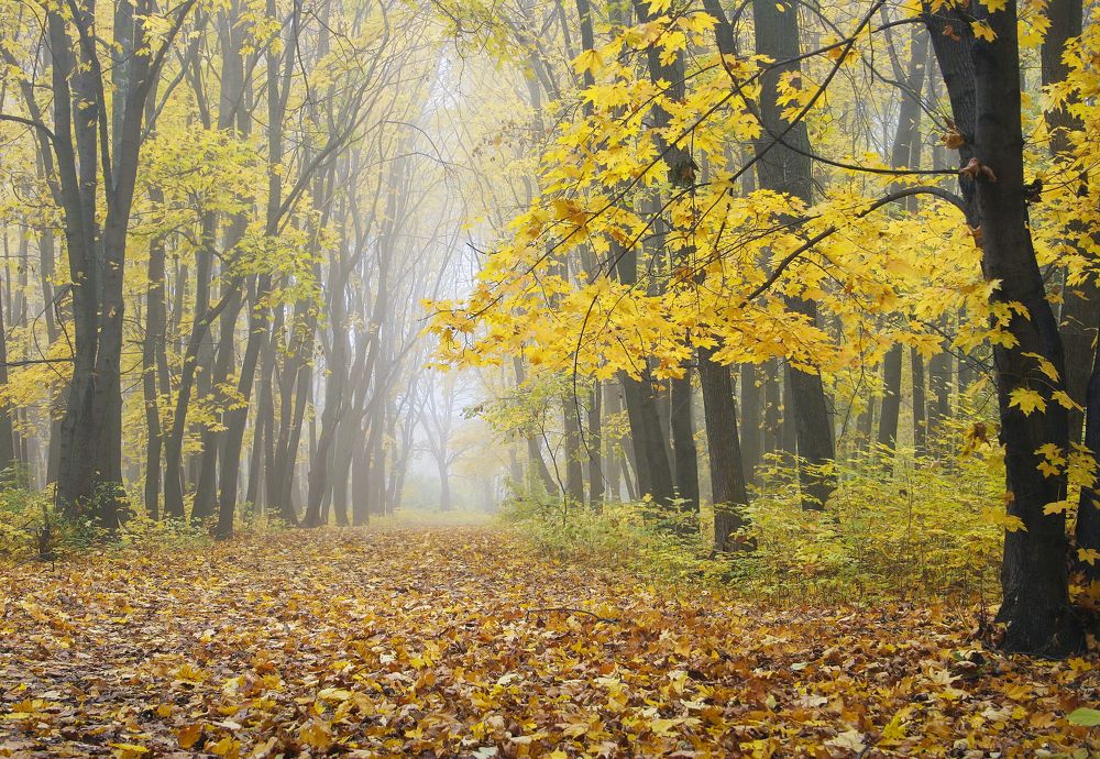 Золотая осень