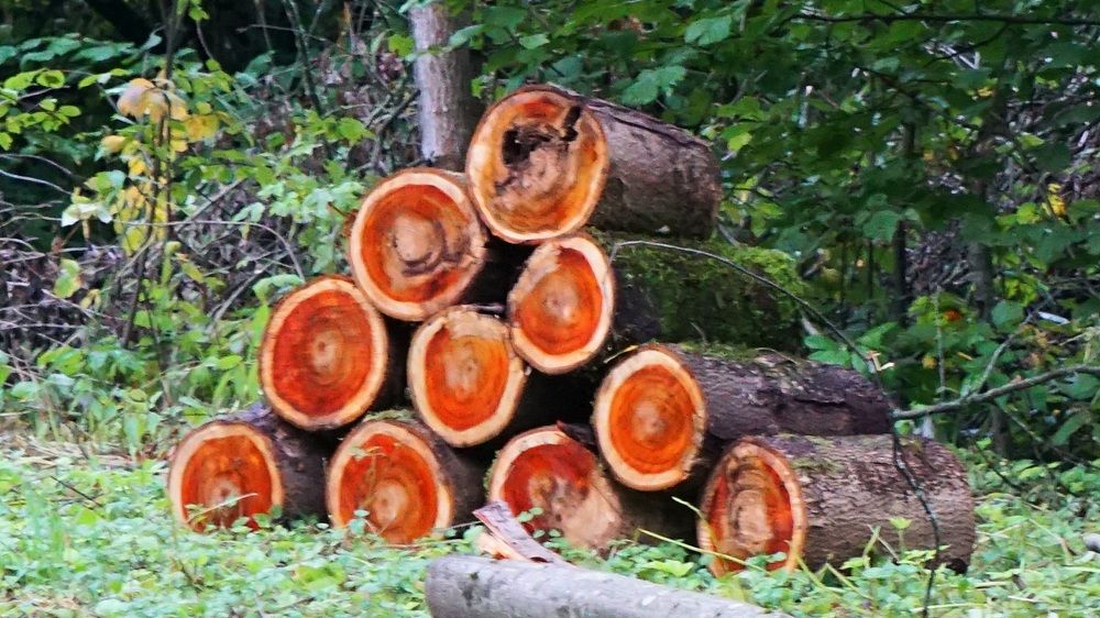 Photograph by Михаил Трусов