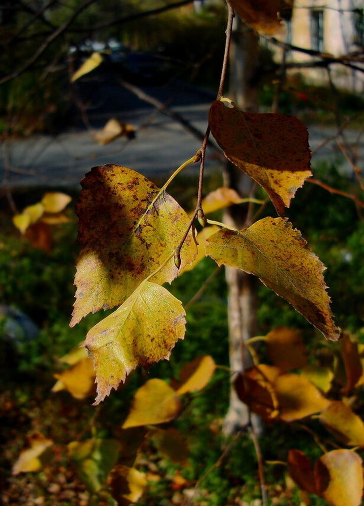 Фотография автора АЛЕКСАНДР ЦЫГЕЛЬНЮК