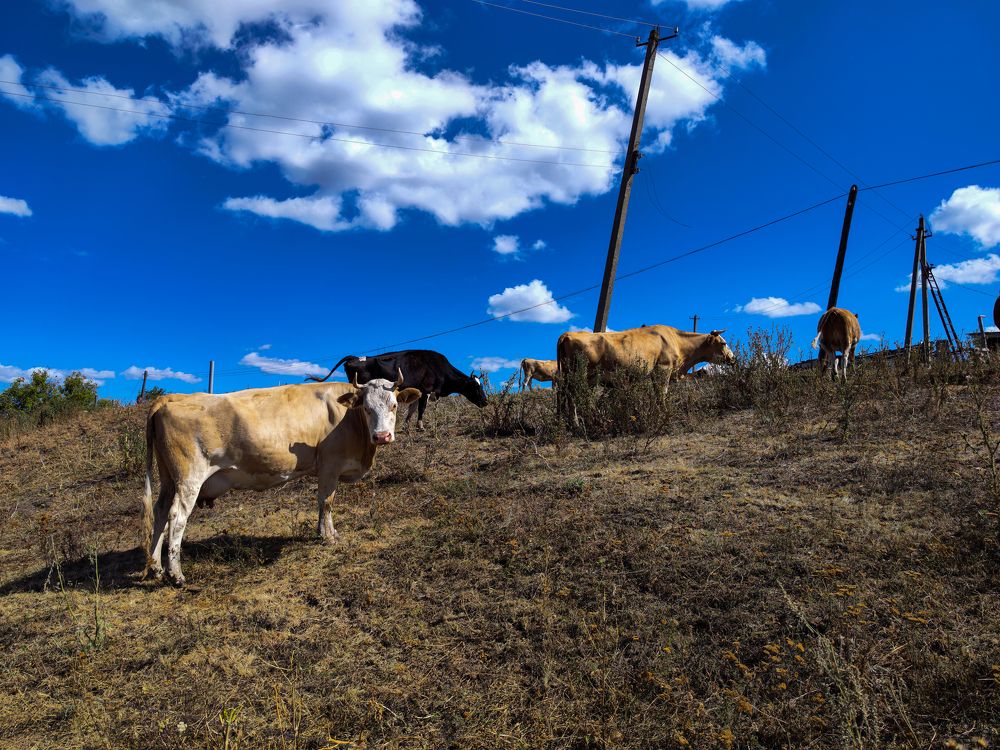 Photograph by Ирина Шибитова