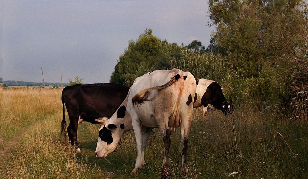 Photograph by Яков