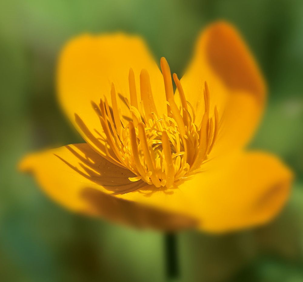 Купальница