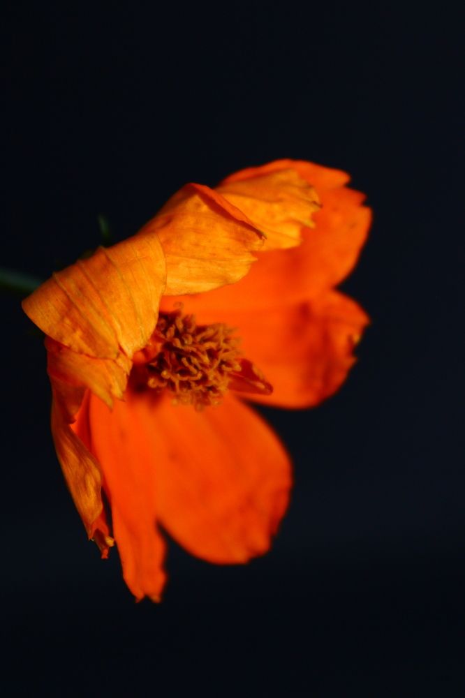 Photograph by Mendes Abade Adrielly