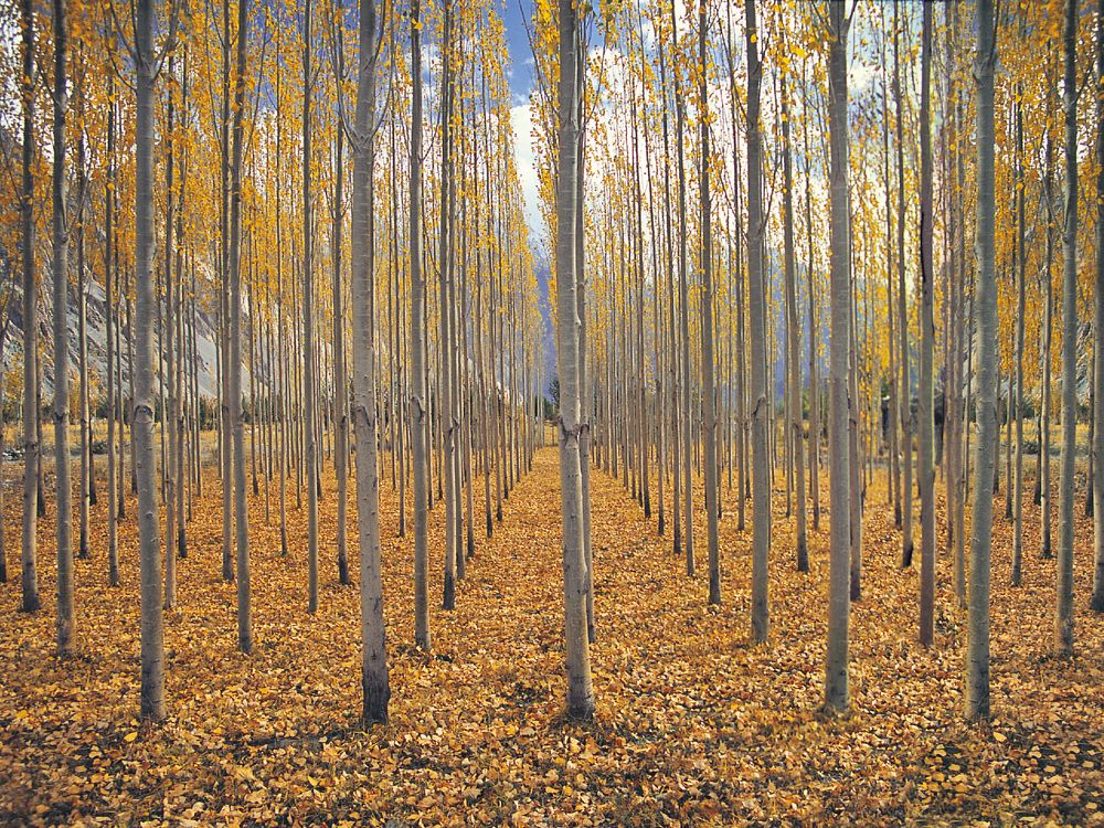 Photograph by Nauman Ghouri