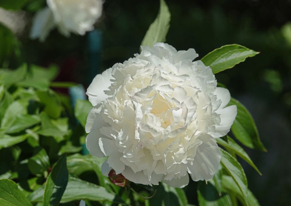 Photograph by Людмила ЧЕРНИКОВА