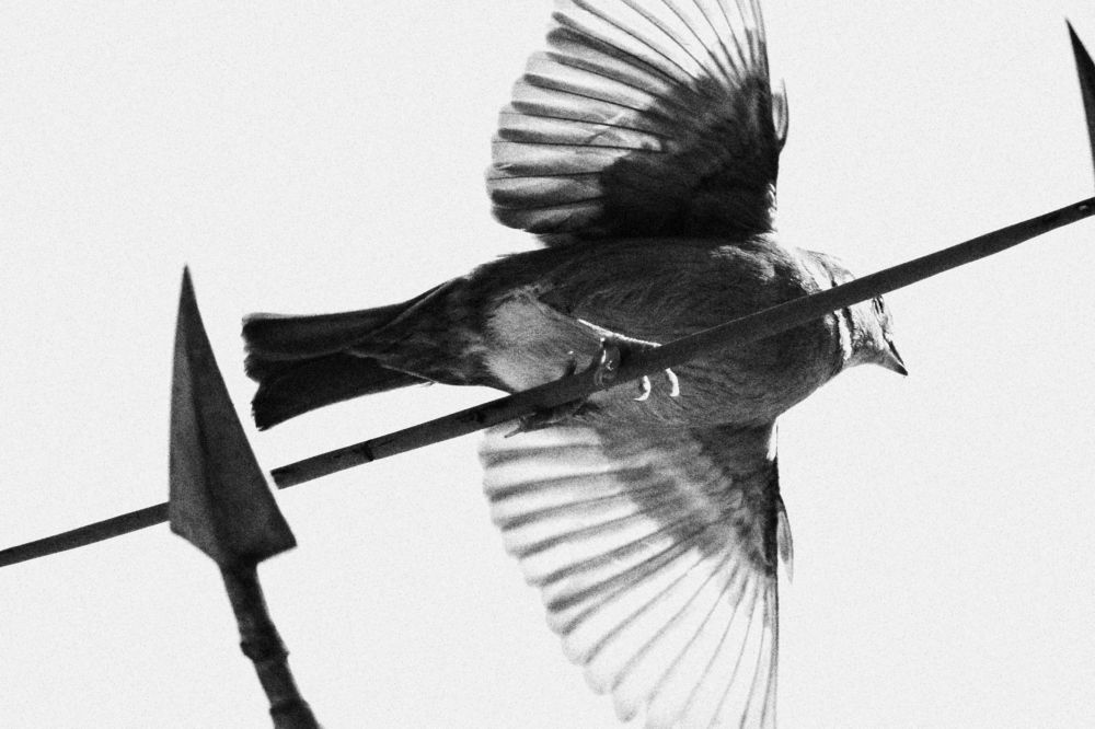 Photograph by Mendes Abade Adrielly